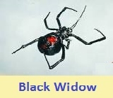 Pest Control for the Black Widow The Woodlands, Tx 47