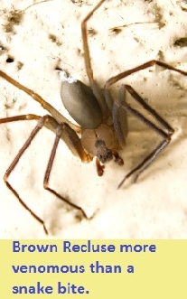 pest control for Brown Recluse 45