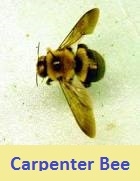 pest control for carpenter bee 44