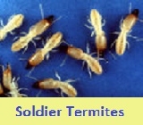 pest control for termites 50