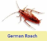 pest control german roaches 49