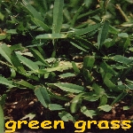 Really Green Grass, Green Lawn System 15