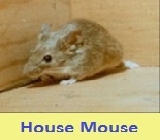 Pest control for mouse 51