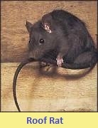 Pest control for Rats 46