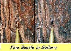 Pine beetle in gallery 6