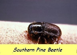 Southern Pine beetle taken by arborist 4