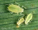 Aphids in Houston 25