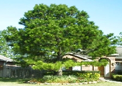Pine Tree Treated by the tree doctor. 11