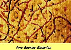 Pine beetle gallery in pine tree taken by arborist 5