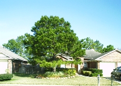 pine tree taken care of by tree tops pest control the woodlands 34