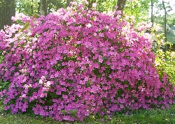 Great looking azaleas. 15